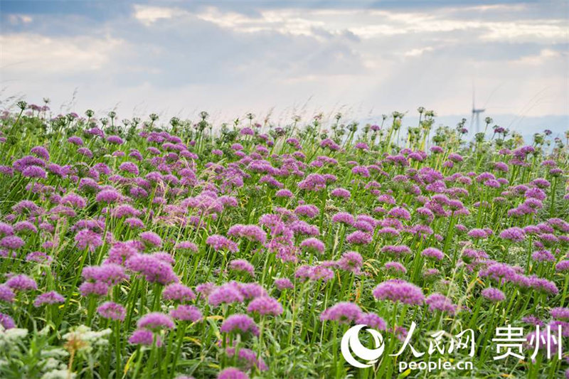 Guizhou : dix mille mu de ciboulette chinoise fleurissent, attirant les visiteurs