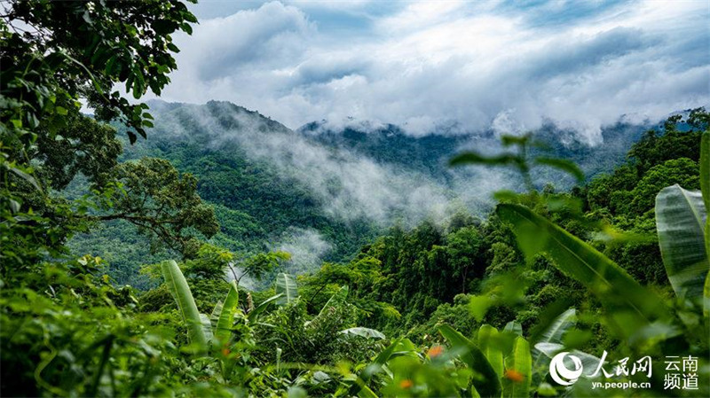 Yunnan : dans le village de Shiti, l'observation des oiseaux contribue à la richesse écologique