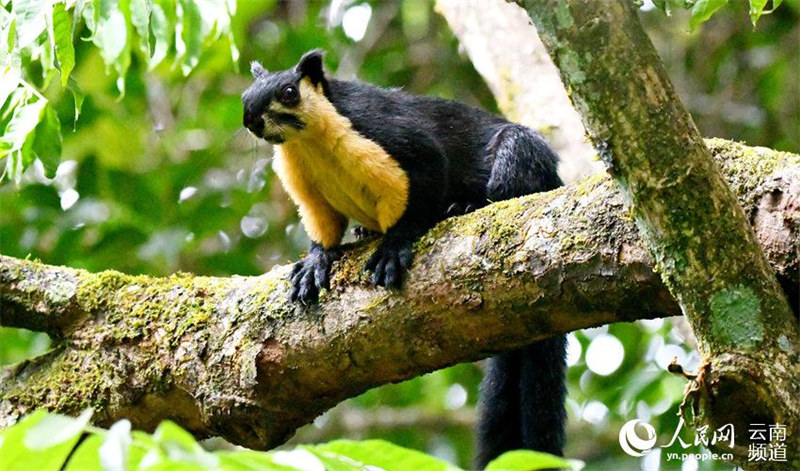 Yunnan : dans le village de Shiti, l'observation des oiseaux contribue à la richesse écologique