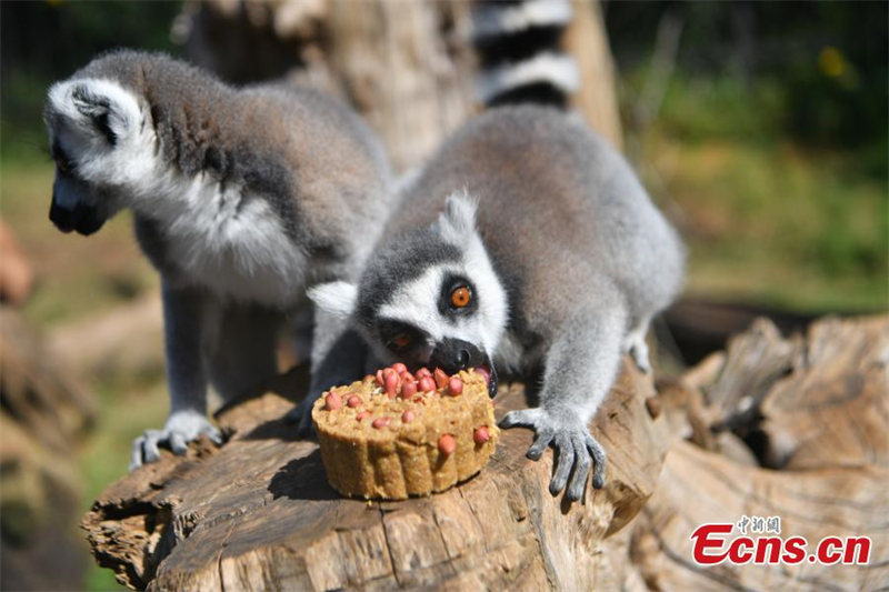 Le Yunnan Safari Park de Kunming offre des gateaux de lune spéciaux à ses animaux