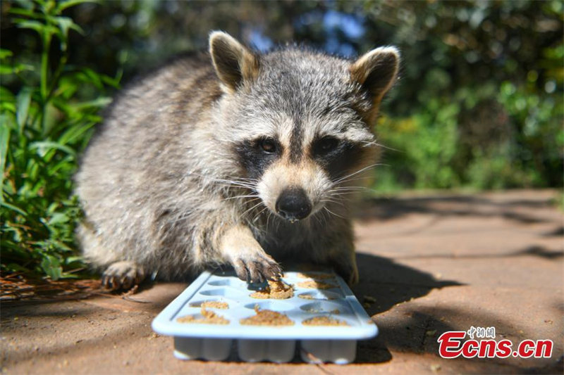 Le Yunnan Safari Park de Kunming offre des gateaux de lune spéciaux à ses animaux