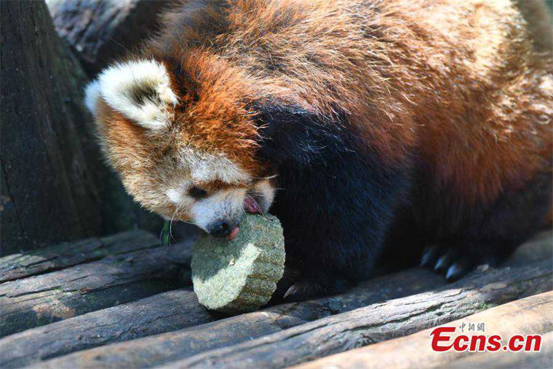 Le Yunnan Safari Park de Kunming offre des gateaux de lune spéciaux à ses animaux