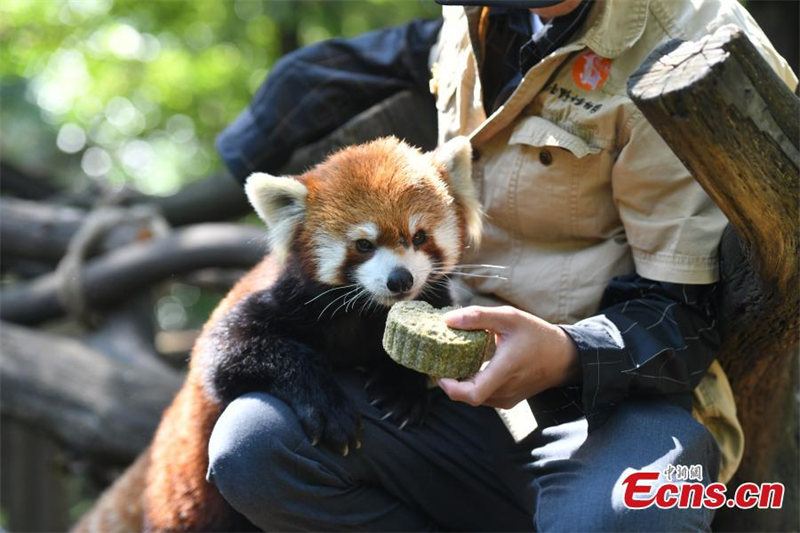 Le Yunnan Safari Park de Kunming offre des gateaux de lune spéciaux à ses animaux