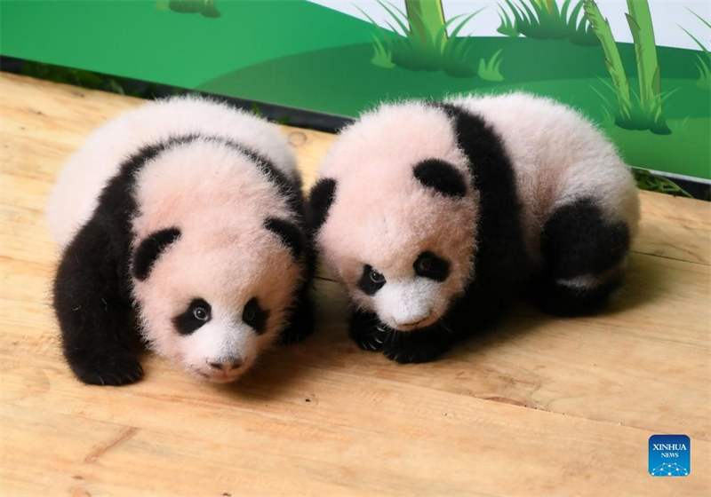 De petits pandas accueillent les visiteurs au Zoo de Chongqing