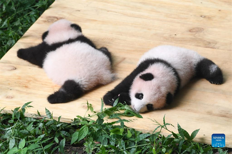 De petits pandas accueillent les visiteurs au Zoo de Chongqing