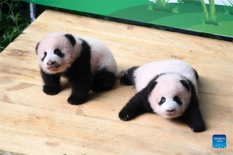 De petits pandas accueillent les visiteurs au Zoo de Chongqing