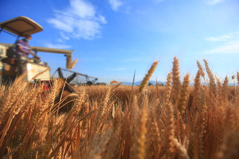 La Chine va célébrer la Fête des agriculteurs avec une récolte abondante