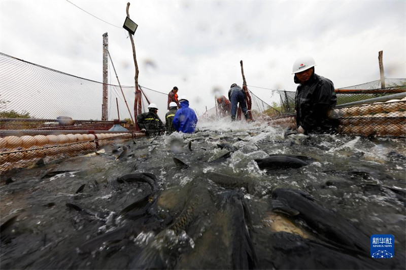 La saison de la pêche bat son plein dans le Jiangsu