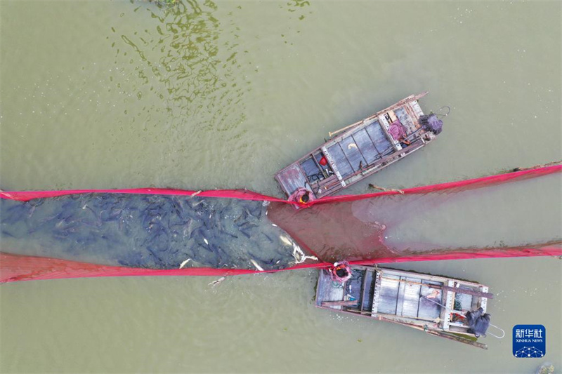 La saison de la pêche bat son plein dans le Jiangsu