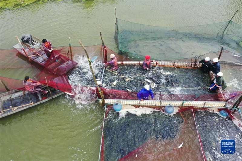 La saison de la pêche bat son plein dans le Jiangsu