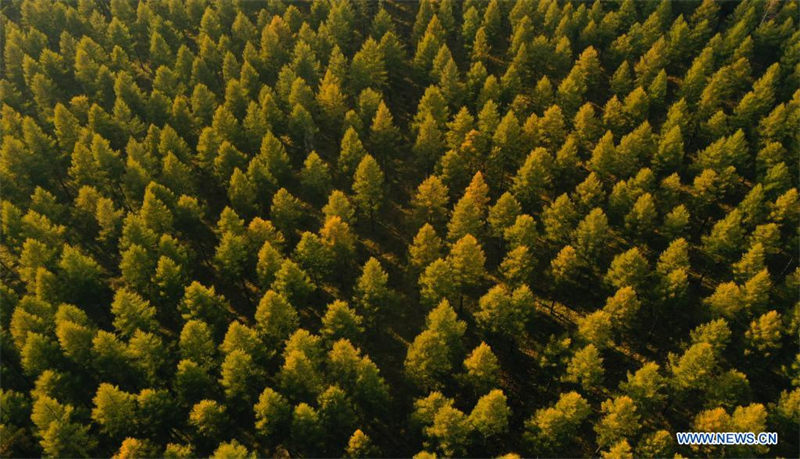 Chine: paysage automnal de la ferme forestière de Saihanba au Hebei