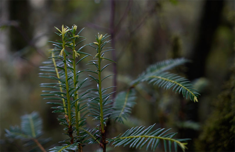 Un if de Chine sauvage agé de plus de 500 ans a été découvert dans la province du Yunnan