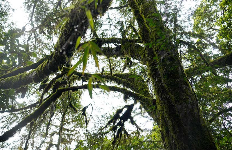 Un if de Chine sauvage agé de plus de 500 ans a été découvert dans la province du Yunnan