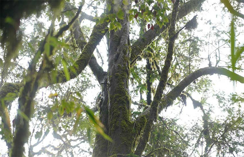 Un if de Chine sauvage agé de plus de 500 ans a été découvert dans la province du Yunnan