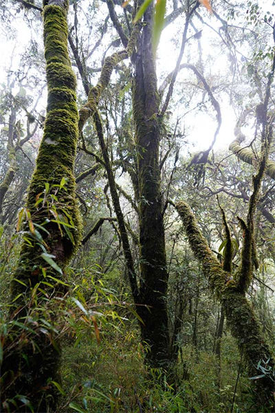 Un if de Chine sauvage agé de plus de 500 ans a été découvert dans la province du Yunnan