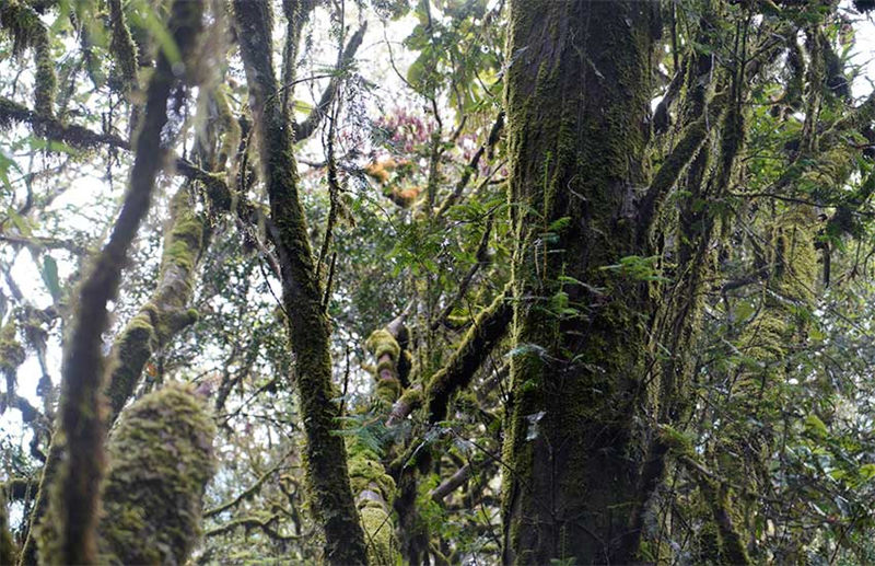 Un if de Chine sauvage agé de plus de 500 ans a été découvert dans la province du Yunnan