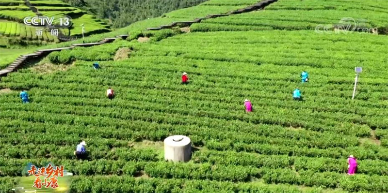 La construction d'une zone touristique de la culture du thé dans le village de Wujiatai, dans le Hubei