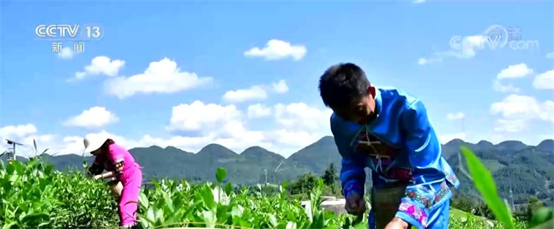 La construction d'une zone touristique de la culture du thé dans le village de Wujiatai, dans le Hubei