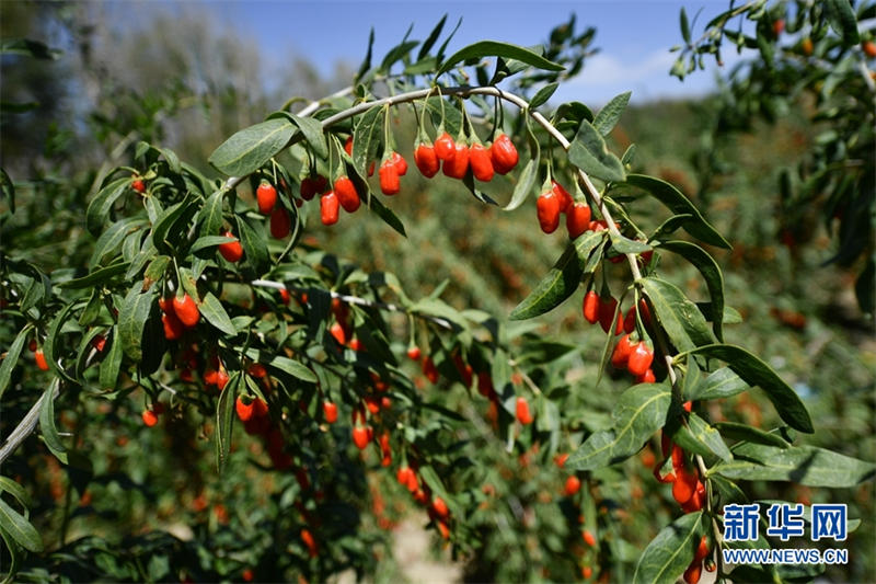 Les gojis du bassin du Qaidam sont m?rs