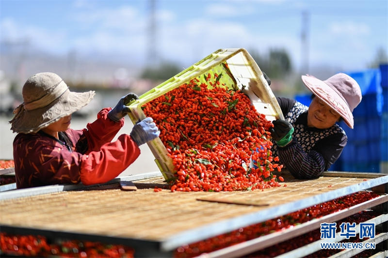 Les gojis du bassin du Qaidam sont m?rs