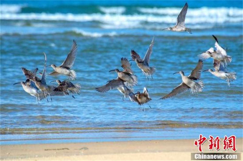 Un grand nombre de courlis corlieu vus dans le passage migratoire de la baie de Beibu, dans le Guangxi