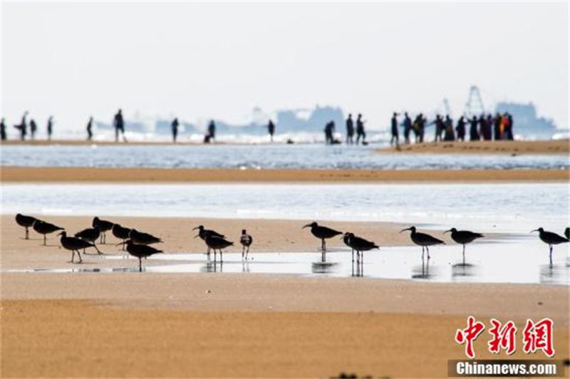 Un grand nombre de courlis corlieu vus dans le passage migratoire de la baie de Beibu, dans le Guangxi