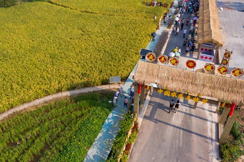 Une récolte de ? riz géant ? de deux mètres de haut à Dazu, dans la municipalité de Chongqing