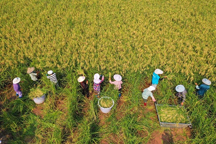 Une récolte de ? riz géant ? de deux mètres de haut à Dazu, dans la municipalité de Chongqing