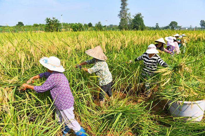 Une récolte de ? riz géant ? de deux mètres de haut à Dazu, dans la municipalité de Chongqing