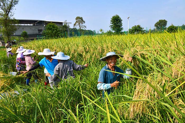 Une récolte de ? riz géant ? de deux mètres de haut à Dazu, dans la municipalité de Chongqing