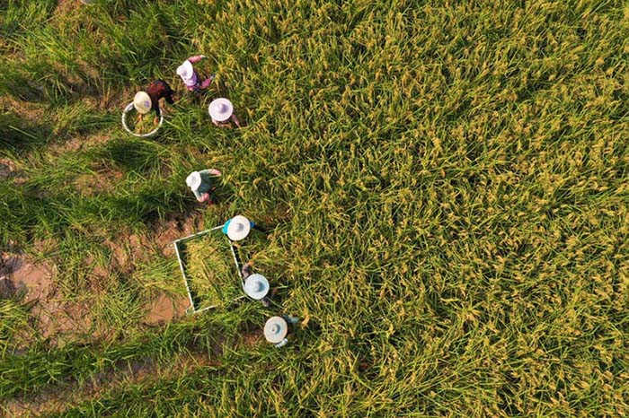 Une récolte de ? riz géant ? de deux mètres de haut à Dazu, dans la municipalité de Chongqing