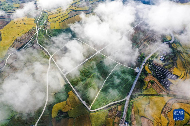 Guizhou : les beaux paysages dans les champs de la préfecture autonome Buyei et Miao de Qiannan