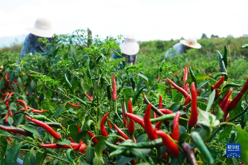 L'industrie du piment contribue à revitaliser la campagne dans le Guizhou