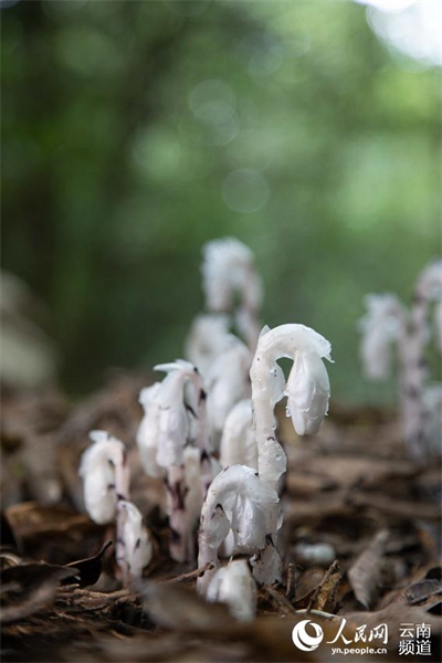 Yunnan : à la découverte de petites fleurs étonnantes qui poussent dans la forêt de Gengma, à Lincang