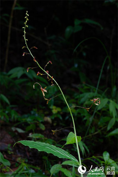 Yunnan : à la découverte de petites fleurs étonnantes qui poussent dans la forêt de Gengma, à Lincang