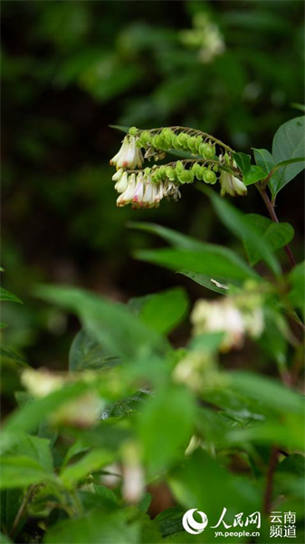 Yunnan : à la découverte de petites fleurs étonnantes qui poussent dans la forêt de Gengma, à Lincang