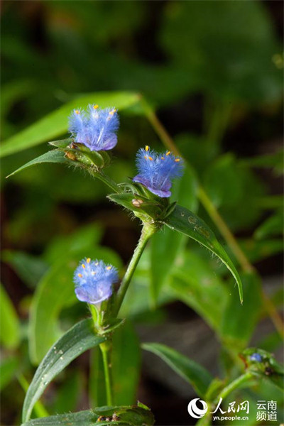 Yunnan : à la découverte de petites fleurs étonnantes qui poussent dans la forêt de Gengma, à Lincang