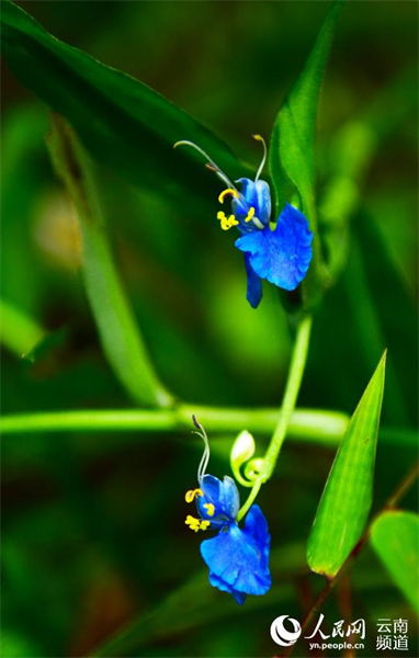 Yunnan : à la découverte de petites fleurs étonnantes qui poussent dans la forêt de Gengma, à Lincang