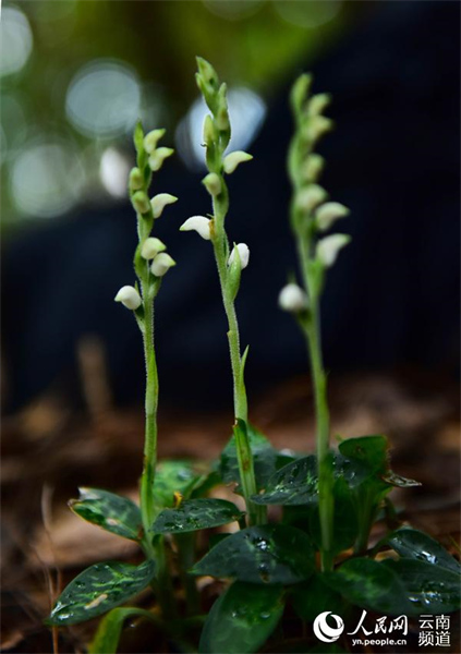 Yunnan : à la découverte de petites fleurs étonnantes qui poussent dans la forêt de Gengma, à Lincang