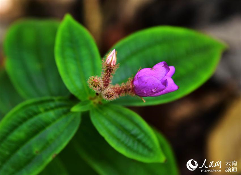 Yunnan : à la découverte de petites fleurs étonnantes qui poussent dans la forêt de Gengma, à Lincang