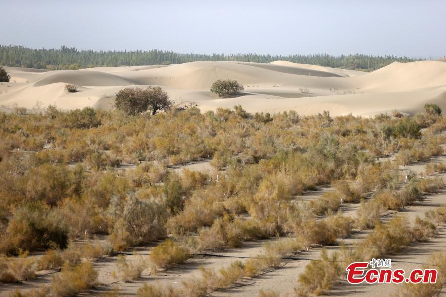 Un projet écologique transforme le désert en oasis à Makit, dans le Xinjiang