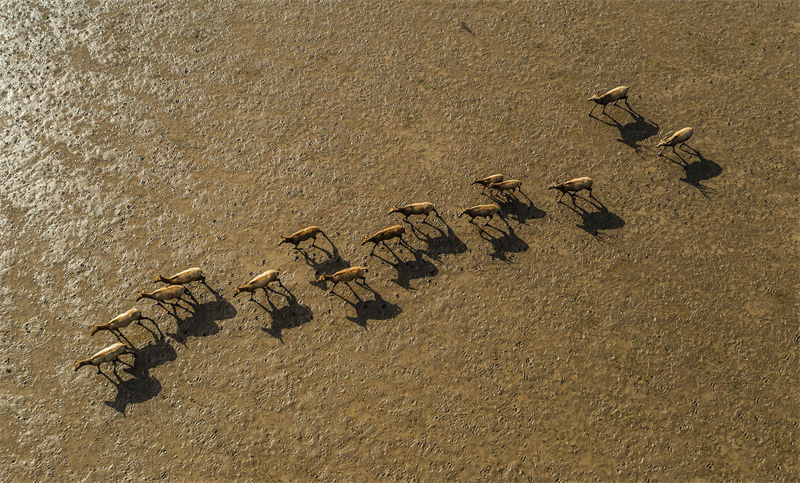 Jiangsu : le beau paysage des cerfs heureux de Dongtai