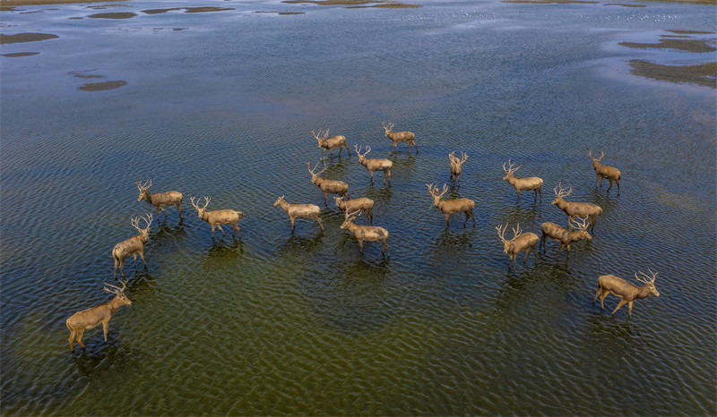 Jiangsu : le beau paysage des cerfs heureux de Dongtai