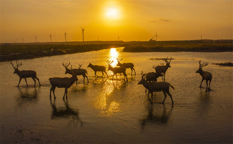 Jiangsu : le beau paysage des cerfs heureux de Dongtai