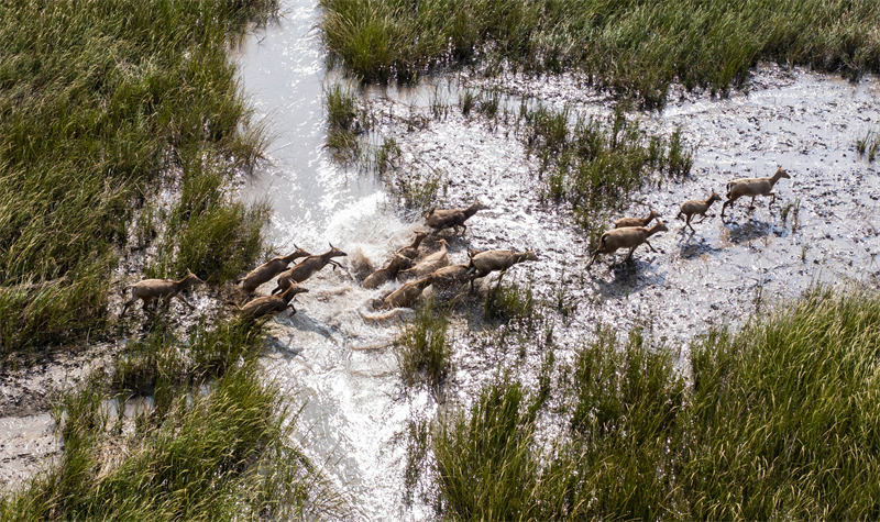 Jiangsu : le beau paysage des cerfs heureux de Dongtai