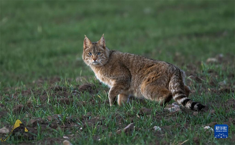 L'écologie s'améliore et les adorables chats du désert reviennent dans le Qinghai