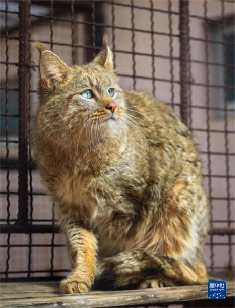 L'écologie s'améliore et les adorables chats du désert reviennent dans le Qinghai