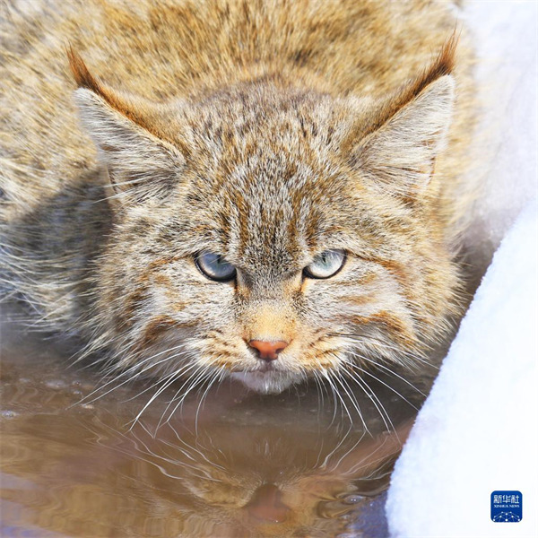 L'écologie s'améliore et les adorables chats du désert reviennent dans le Qinghai