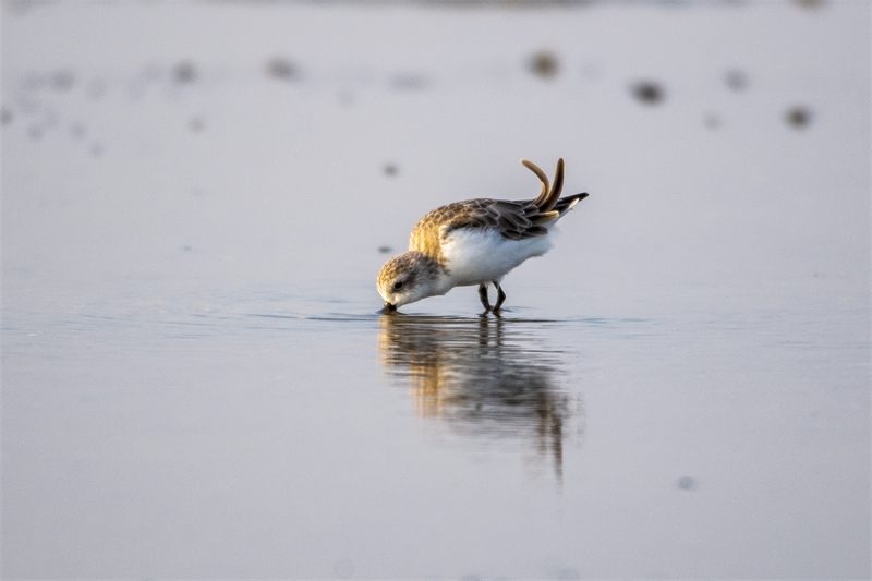 Adorable : un ? oiseau avec une cuillère ? appara?t dans le Jiangsu !