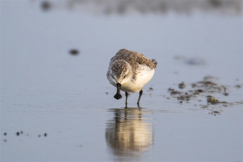 Adorable : un ? oiseau avec une cuillère ? appara?t dans le Jiangsu !